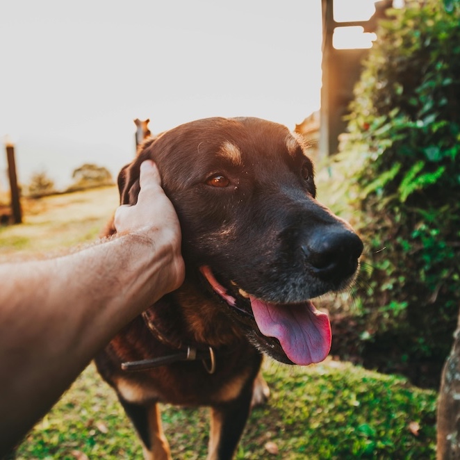 <b>DO DOGS EAT LESS IN SUMMER?</b><br><br>Your dog’s appetite might slow down in the heat – here’s why and how to help them love their food…</br>